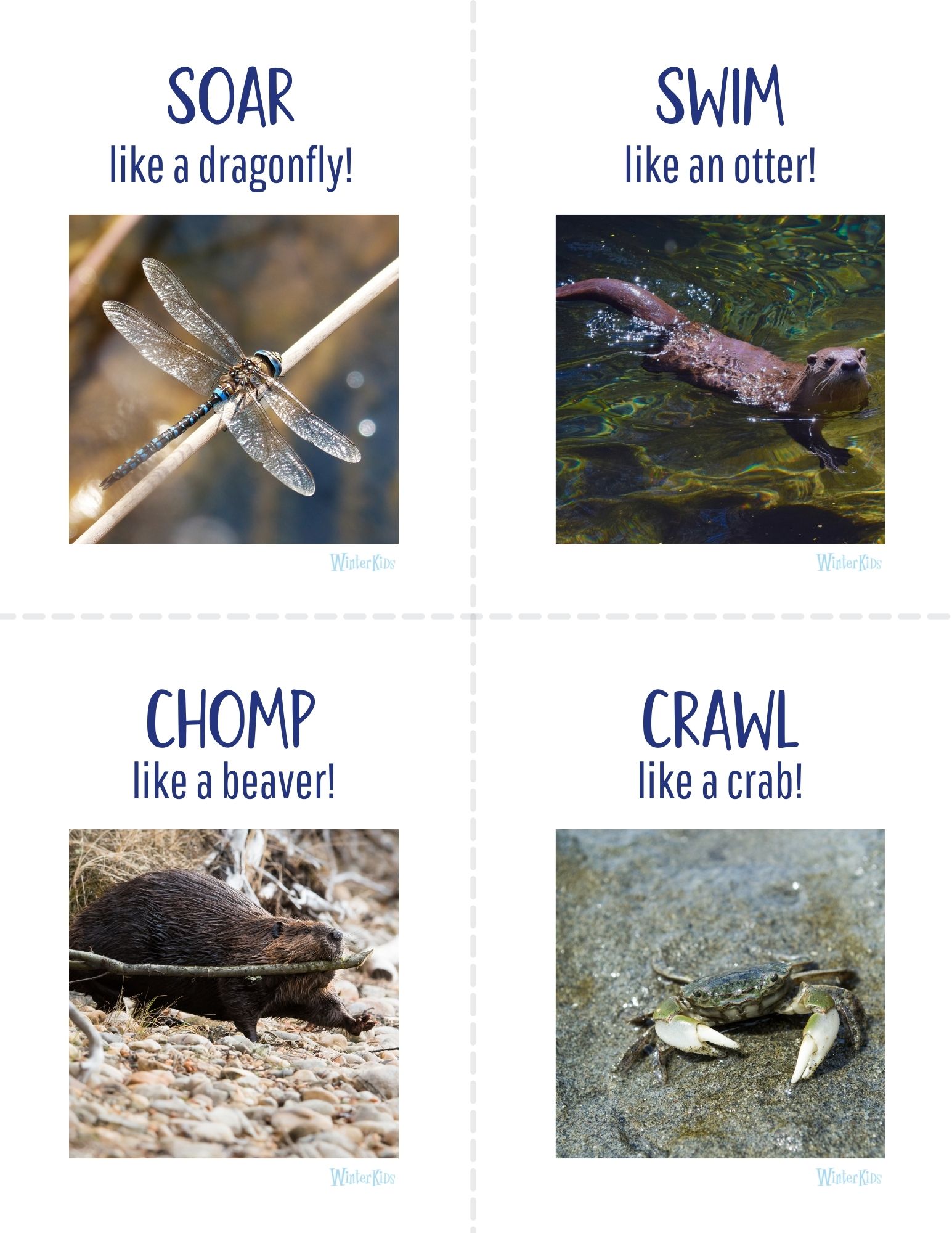 Animal Action Cards Maine Wetlands Edition 2